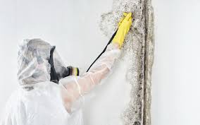 Best Mold Remediation for Vacation Homes  in Ash Grove, MO